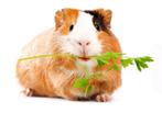 Cavia oppas, Dieren en Toebehoren, Cavia, Vrouwelijk