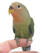 Jonge Agapornis Roseicollis / dwergpapegaai wildkleur, Vrouwelijk, Dwergpapegaai of Agapornis, Geringd