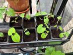 Stokboon Blue Lake  Moestuinplant Bio, Tuin en Terras, Ophalen of Verzenden, Zomer, Volle zon