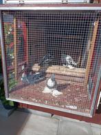Hollandse kroppers, Dieren en Toebehoren, Vogels | Duiven, Meerdere dieren, Overige soorten