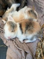Ontzettend lieve en mooie konijntjes te koop, Dieren en Toebehoren, Konijnen, Meerdere dieren, Middelgroot, 0 tot 2 jaar