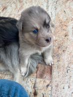 2 prachtige merle pomsky pups !, Dieren en Toebehoren, CDV (hondenziekte), 8 tot 15 weken, Meerdere, Nederland