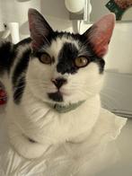 Kater, Dieren en Toebehoren, Katten en Kittens | Overige Katten, Kater