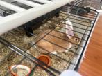 Konijn, Dieren en Toebehoren, Konijnen, Mannelijk, Klein, 0 tot 2 jaar