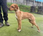 Jonge Engelse Pointer, 11 maanden oud., Dieren en Toebehoren, Rabiës (hondsdolheid), 15 weken tot 1 jaar, Eén hond, Nederland