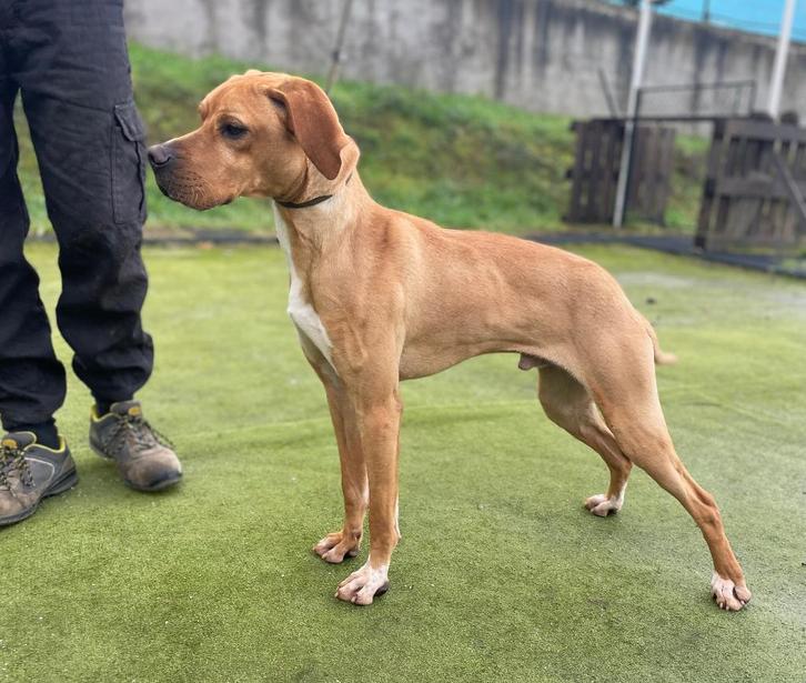 Jonge Engelse Pointer, 11 maanden oud., Dieren en Toebehoren, Honden | Beagles, Bassets en Lopende honden, Reu, Overige rassen