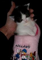 ♥️NOG 1 SIBERISCHE KITTEN♥️100% HYPOALOGEEN, Dieren en Toebehoren, Katten en Kittens | Raskatten | Langhaar, Meerdere dieren, Ontwormd