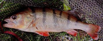 Deel 6) 3 sets van elk 4 stuks Baars Snoekspinners met vlieg beschikbaar voor biedingen