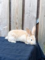 Duitse reuzen, Meerdere dieren, Groot