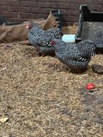 Gevraagd, Dieren en Toebehoren, Mannelijk, Kip