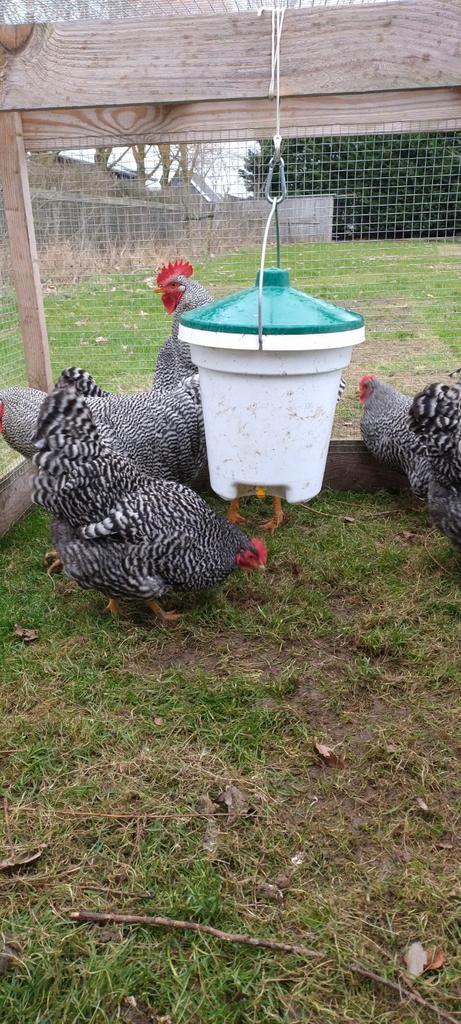 Amrock broedeieren, Dieren en Toebehoren, Pluimvee, Kip, Geslacht onbekend