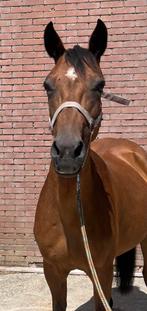Drachtige new forest ster (fok) merrie D pony, Dieren en Toebehoren, Merrie, Gechipt, Niet van toepassing, 11 jaar of ouder