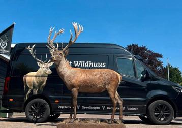 Edelhert hert hertenkop opgezet opgezette taxidermie veluwe beschikbaar voor biedingen