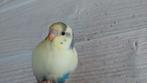 Grasparkiet baby, Dieren en Toebehoren, Vogels | Parkieten en Papegaaien, Mannelijk, Parkiet, Geringd
