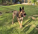 Mechelse herder teef, Dieren en Toebehoren, Honden | Herdershonden en Veedrijvers, 15 weken tot 1 jaar, CDV (hondenziekte), Teef