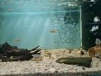 Zebra Danio, Brachydanio Rerio, Dieren en Toebehoren, Vis, Zoetwatervis