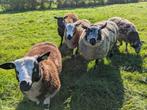 Luxe bonte dekram rammen, Dieren en Toebehoren, Schapen, Geiten en Varkens, Mannelijk, Schaap, 0 tot 2 jaar