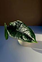 Alocasia scalprum – babyplant, Ophalen of Verzenden, Overige soorten, Minder dan 100 cm