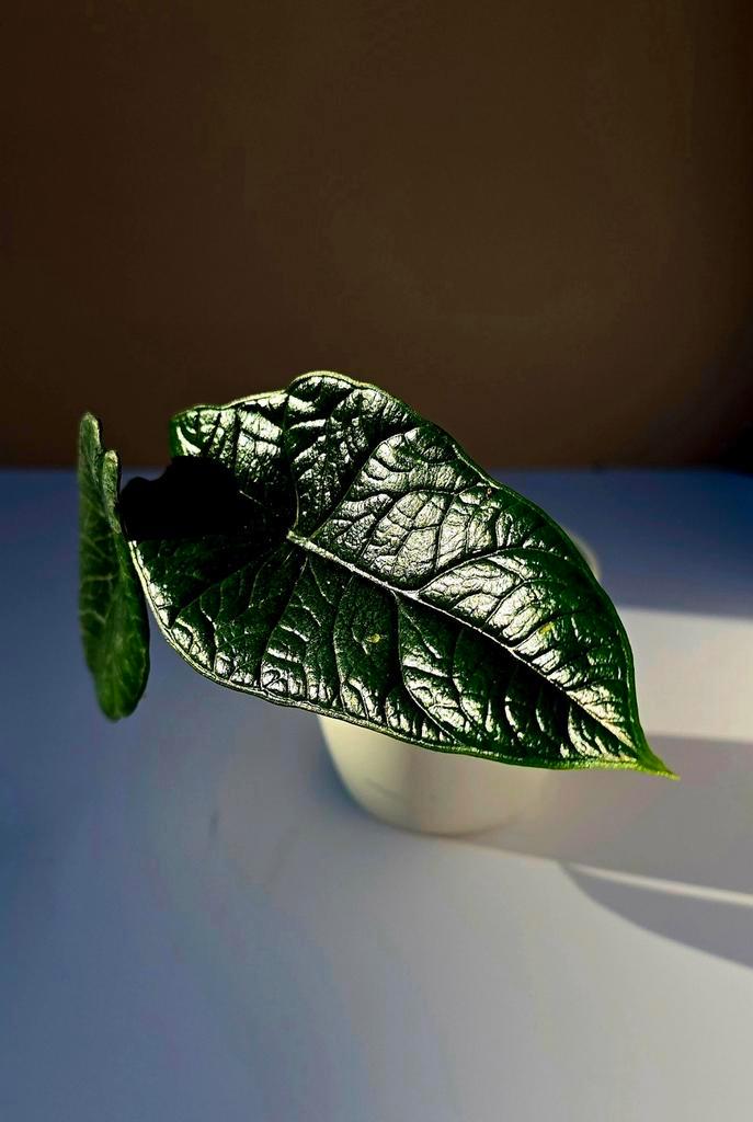 Alocasia scalprum – babyplant, Huis en Inrichting, Kamerplanten, Overige soorten, Minder dan 100 cm, Ophalen of Verzenden