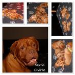 Bordeauxdog puppy’s te koop, Dieren en Toebehoren, Overige rassen, Teef, Meerdere, Nederland