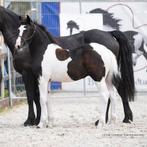 Barock pinto hengstenveulen v:Imperium BP97 Sport, Niet van toepassing, Dressuurpaard, 0 tot 2 jaar, Hengst