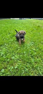Border terrier pups, Dieren en Toebehoren, Honden | Jack Russells en Terriërs, Rabiës (hondsdolheid), Overige rassen, 8 tot 15 weken