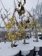 Toverhazelaar Hamamelis Arnold Promise