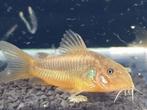 Hobbyaquarium overzicht vissen/plantenantie  15tot19 januari, Vis, Zoetwatervis, Schoolvis