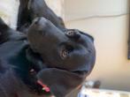 Labrador hond 1 jaar te zoekt een lief gezin., Dieren en Toebehoren, Rabiës (hondsdolheid), 1 tot 2 jaar, Teef, Eén hond