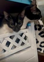 Een prachtig klein gezinnetje zoekt samen een nieuw thuis, Dieren en Toebehoren, Katten en Kittens | Overige Katten, Poes