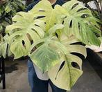 Monstera Mint zeer zeldzame plant, Huis en Inrichting, Kamerplanten, Overige soorten, Minder dan 100 cm, Ophalen of Verzenden