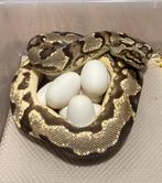 0.1 OD YB Fire het Pied proven breeder ball python regius, Dieren en Toebehoren, Reptielen en Amfibieën, Slang, Tam, 3 tot 6 jaar