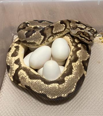 0.1 OD YB Fire het Pied proven breeder ball python regius beschikbaar voor biedingen