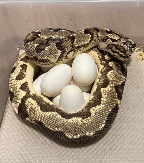 0.1 OD YB Fire het Pied proven breeder ball python regius, Dieren en Toebehoren, Reptielen en Amfibieën, Slang, 3 tot 6 jaar, Tam