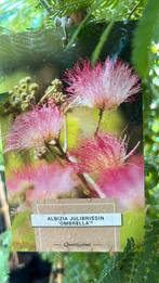 Albizia slaapboom, 40/60 t/m 100/125 nu 2 voor €25,00, Tuin en Terras, Planten | Tuinplanten, Ophalen, Zomer, Overige soorten