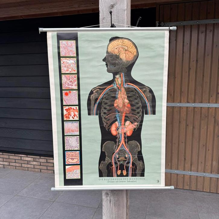 Vintage schoolplaat anatomie “Die Blutdrüsen Menschen” 1958, Antiek en Kunst, Curiosa en Brocante, Ophalen of Verzenden