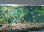 Placidochromis Milomo Malawi Cichliden, Vis, Zoetwatervis