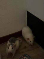 rats for sell, Dieren en Toebehoren, Rat, Mannelijk, Juli, Tam