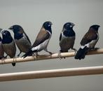 Molukse bronzemannetjes, Meerdere dieren