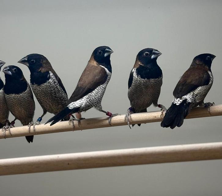 Molukse bronzemannetjes, Dieren en Toebehoren, Vogels | Overige Vogels, Meerdere dieren