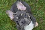 Franse bulldog pups, Dieren en Toebehoren, Honden | Bulldogs, Pinschers en Molossers, Rabiës (hondsdolheid), 8 tot 15 weken, Buitenland