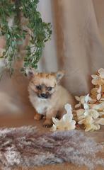 Te koop super kleine langharige chihuahua reutjes, Dieren en Toebehoren, Honden | Chihuahua's en Gezelschapshonden, Reu, CDV (hondenziekte)