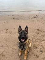 Duitse mechelse herder, Dieren en Toebehoren, Honden | Herdershonden en Veedrijvers, Rabiës (hondsdolheid), 15 weken tot 1 jaar