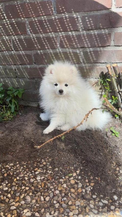 Dwerkees/pomperiaan pups, Dieren en Toebehoren, Honden | Poolhonden, Keeshonden en Oertypen, Meerdere dieren, Keeshond, Particulier