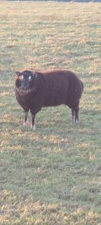 Dassenkop dekram, Dieren en Toebehoren, Schapen, Geiten en Varkens, Mannelijk, Schaap