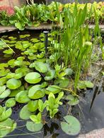 Te koop water/zuurstofplanten en waterlelies, salamanders, Ophalen, Gebruikt