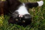 Lieve en speelse kittens te koop!, Dieren en Toebehoren, Katten en Kittens | Raskatten | Korthaar, Meerdere dieren, Ontwormd, 0 tot 2 jaar