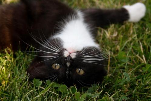 Lieve en speelse kittens te koop!, Dieren en Toebehoren, Katten en Kittens | Raskatten | Korthaar, Meerdere dieren, 0 tot 2 jaar