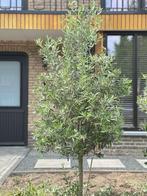 For Sale: Beautiful Olive Tree, Tuin en Terras, Planten | Bomen, Lente, 100 tot 250 cm, Olijfboom, Ophalen