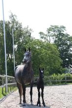 Merrie veulen van Glasgow vh Merelsnest x Cornet Obolensky, Dieren en Toebehoren, Paarden, Merrie, Springpaard, Gechipt, 0 tot 2 jaar